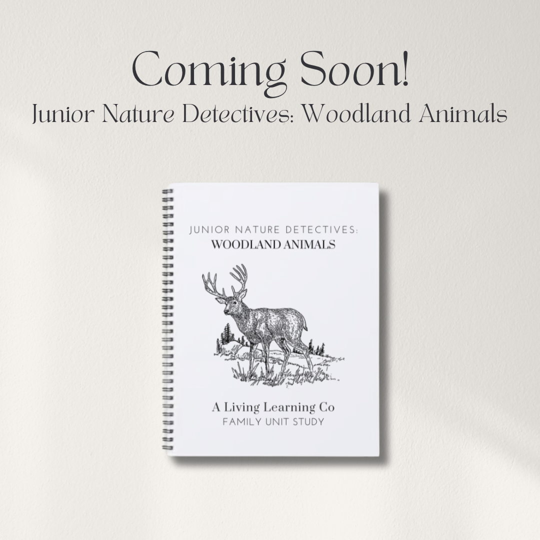 Junior Nature Detectives: Woodland Animals