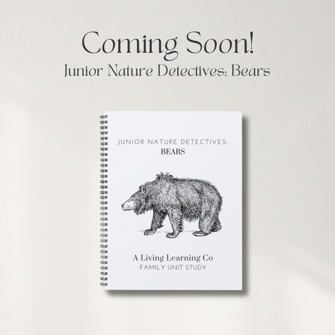 Junior Nature Detectives: Bears